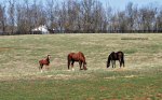 thoroughbred horses in a field at Saxony Farms, Lexington, Kentucky