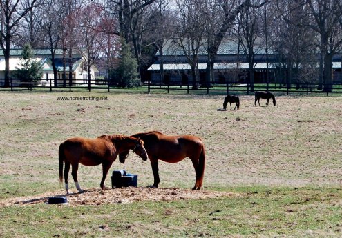 thoroughbred horses in a field at Saxony Farms, Lexington, Kentucky