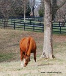 thoroughbred horse in a paddock at Saxony Farms, Lexington, Kentucky