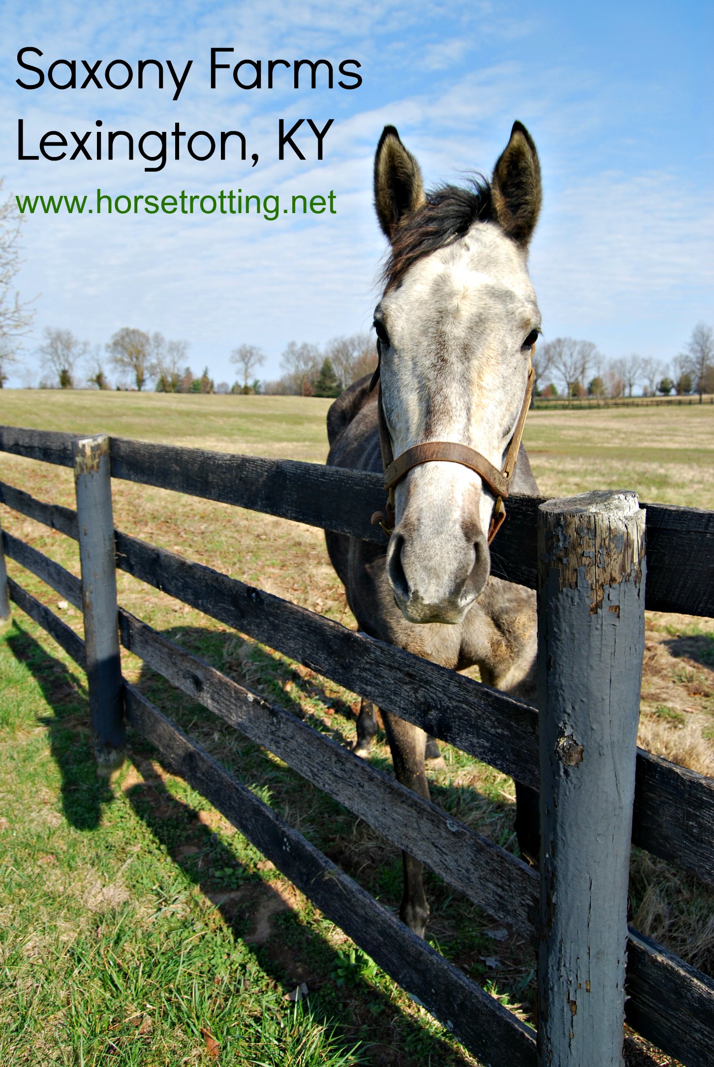 thoroughbred horses in a paddock at Saxony Farms, Lexington, Kentucky
