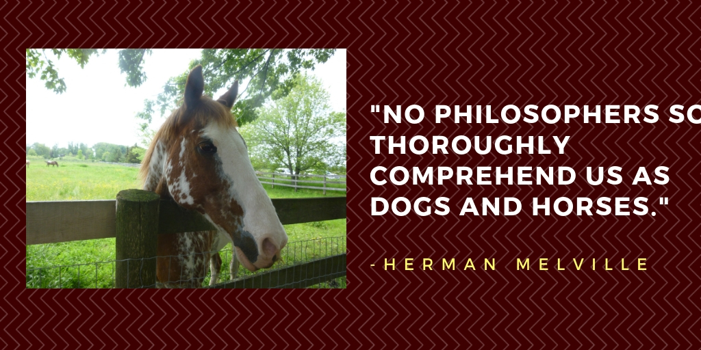 dogs and horses quote