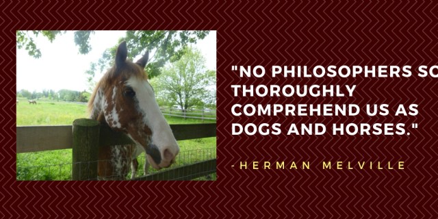 dogs and horses quote