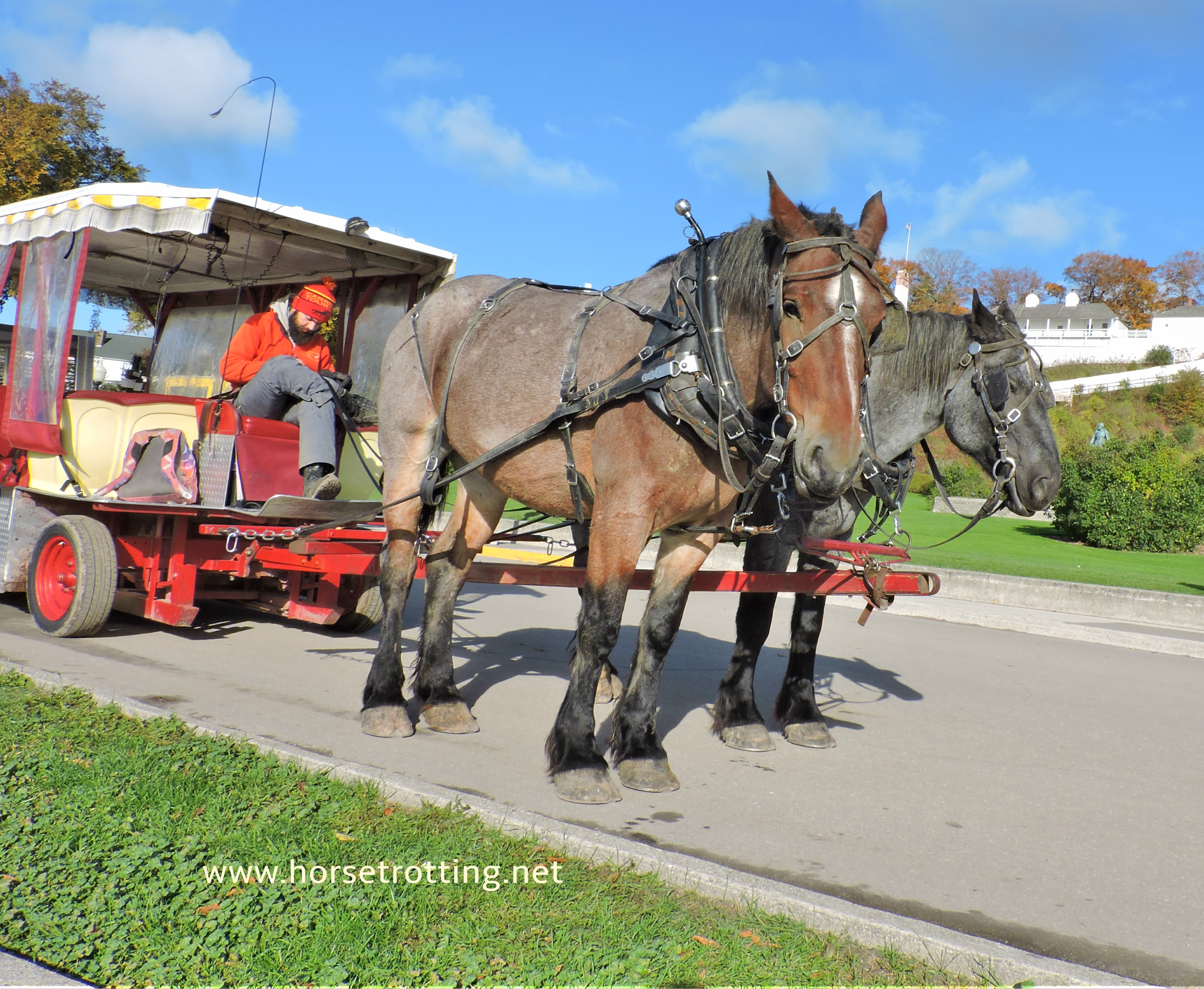 carriage horses of Mackinac Island, Michigan www.horsetrotting.net