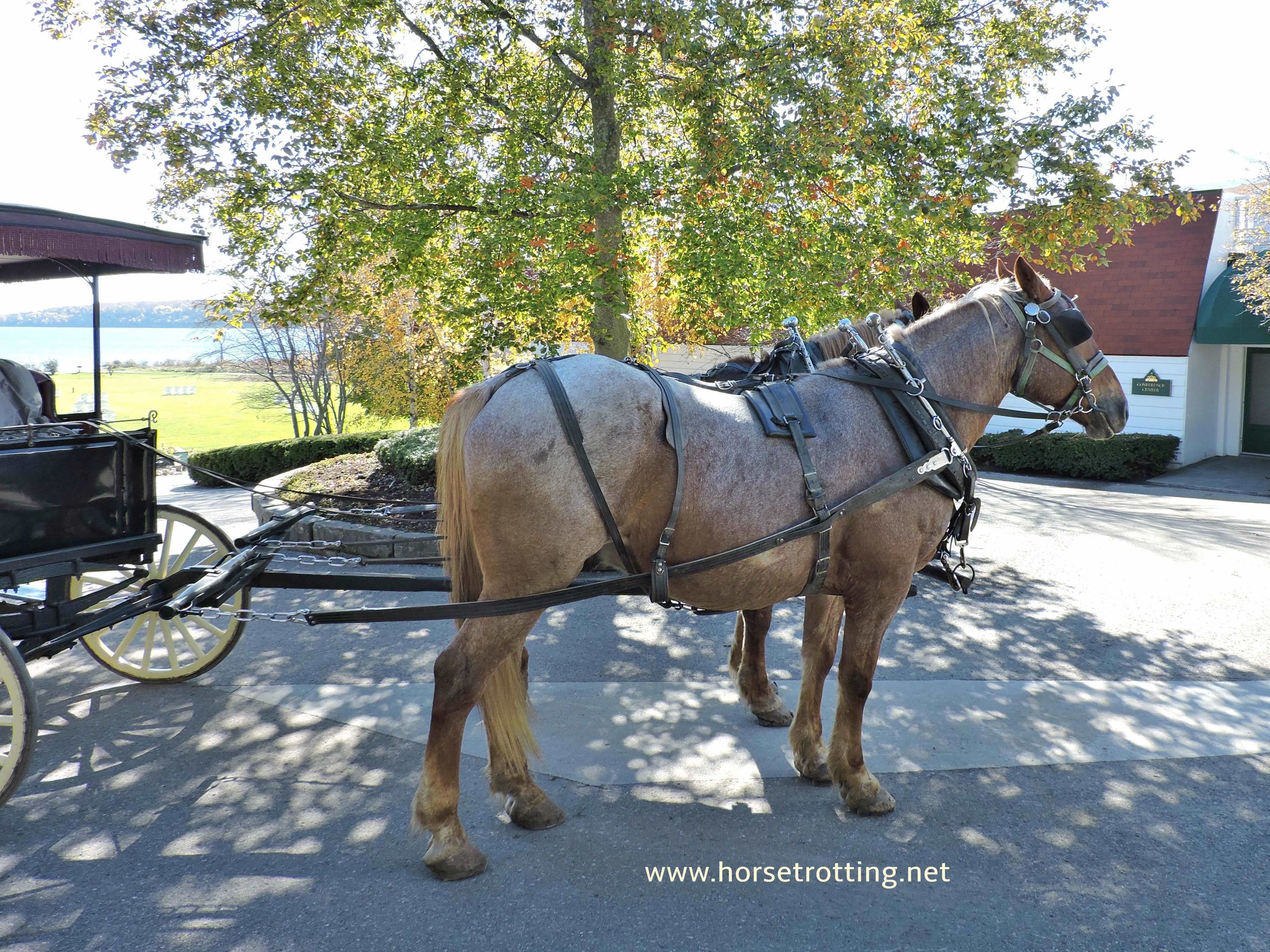 carriage horses of Mackinac Island, Michigan www.horsetrotting.net