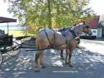 carriage horses of Mackinac Island, Michigan www.horsetrotting.net
