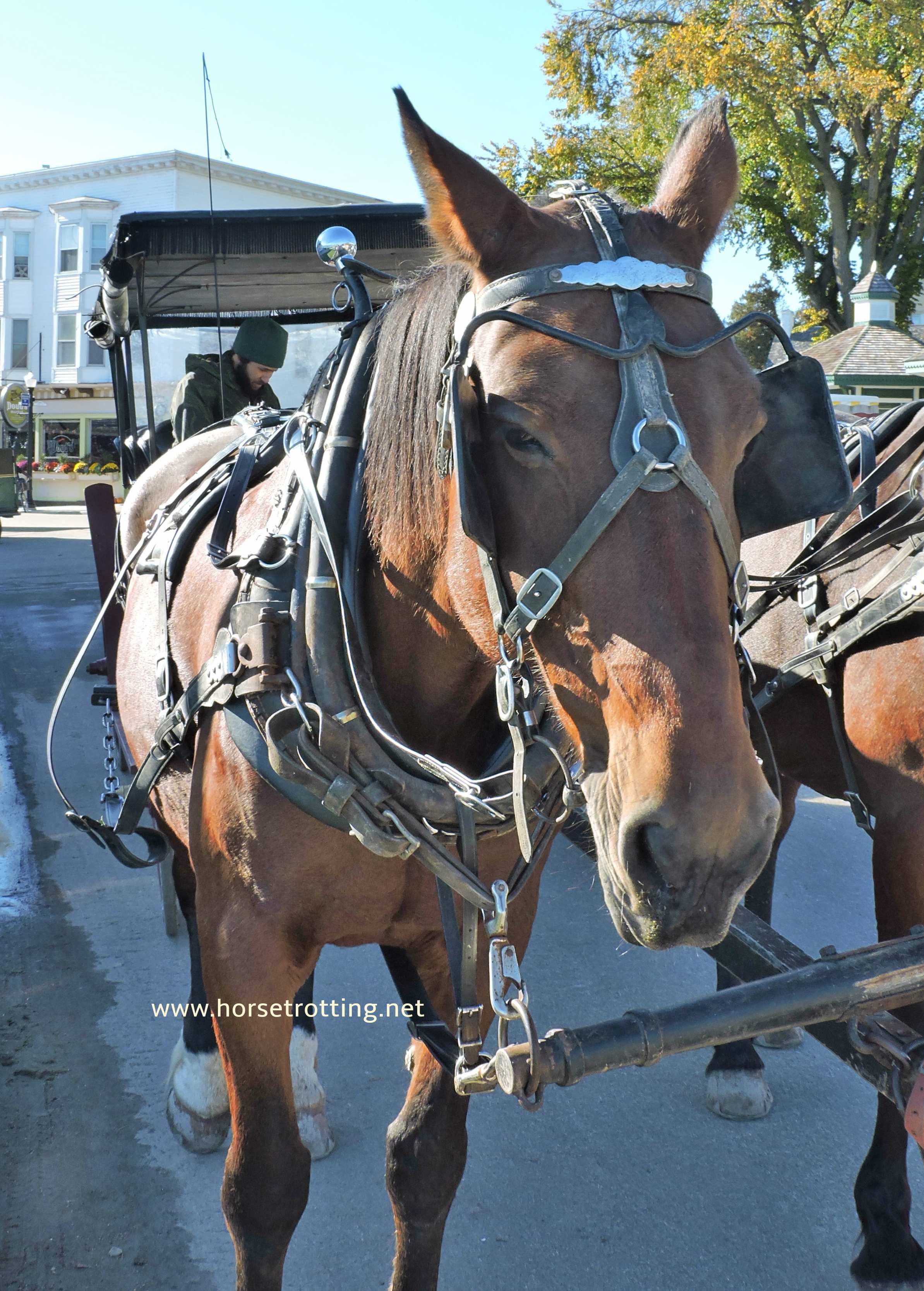 carriage horses of Mackinac Island, Michigan www.horsetrotting.net