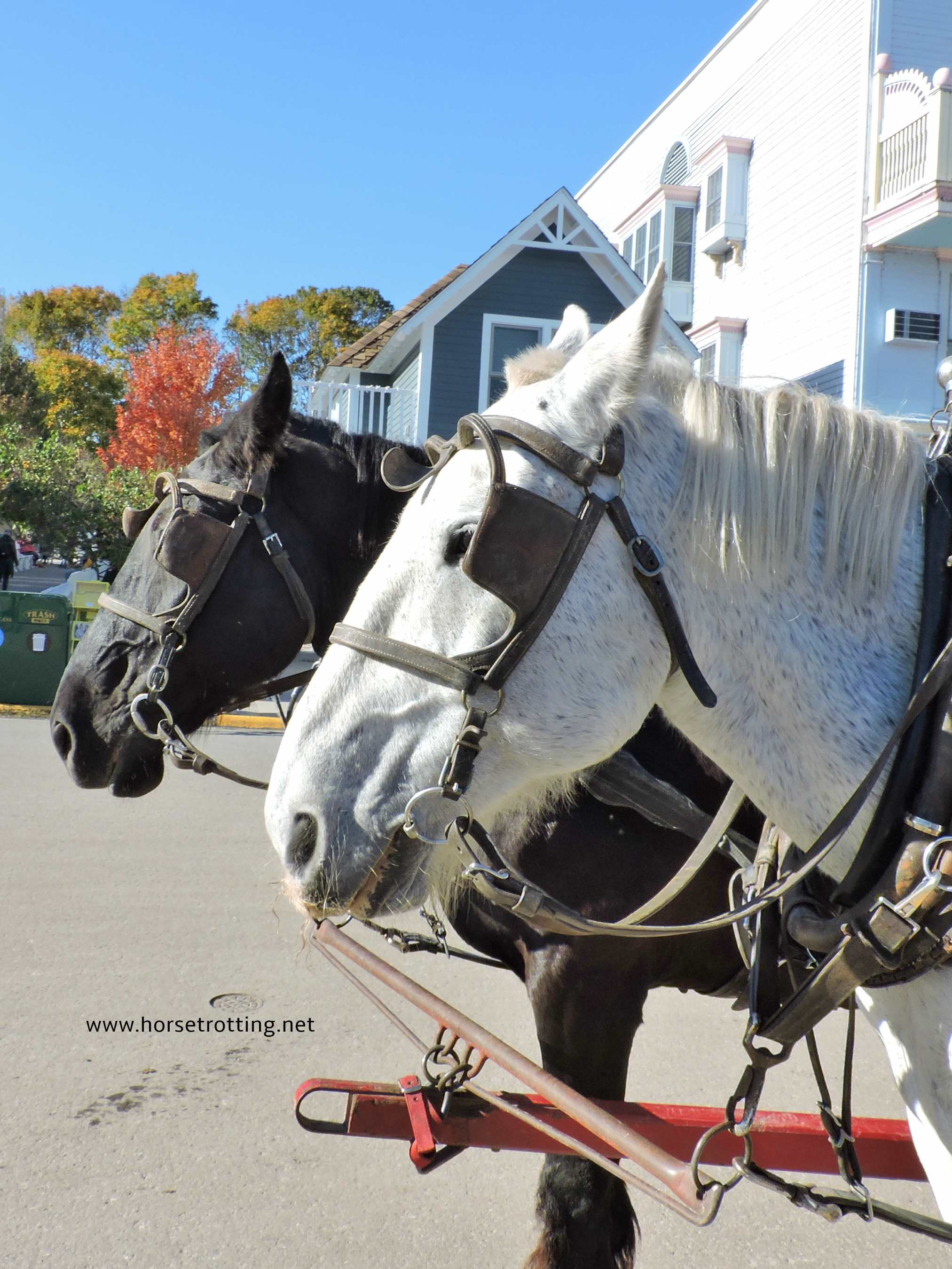 carriage horses of Mackinac Island, Michigan www.horsetrotting.net