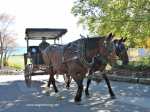 Carriage Horses Mackinac Island, Michigan www.horsetrotting.net