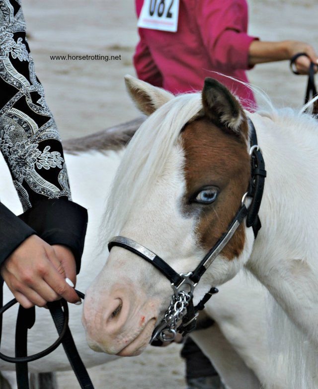 mini horse at Dunville Fall Fair 2018, Dunville, Ontario