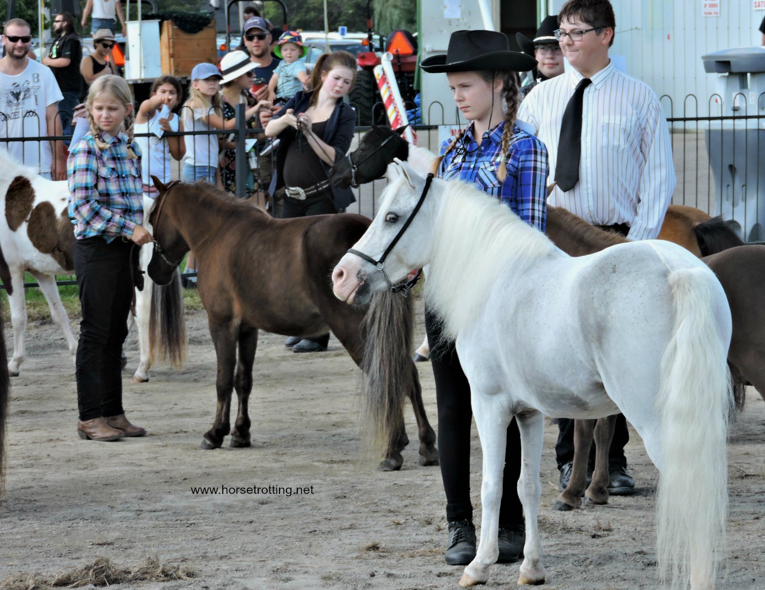 mini horse at Dunville Fall Fair 2018, Dunville, Ontario