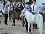 mini horse at Dunville Fall Fair 2018, Dunville, Ontario