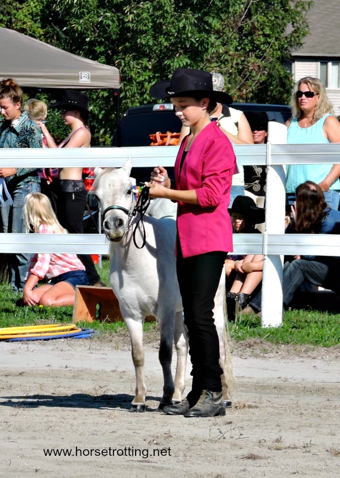 mini horse at Dunville Fall Fair 2018, Dunville, Ontario