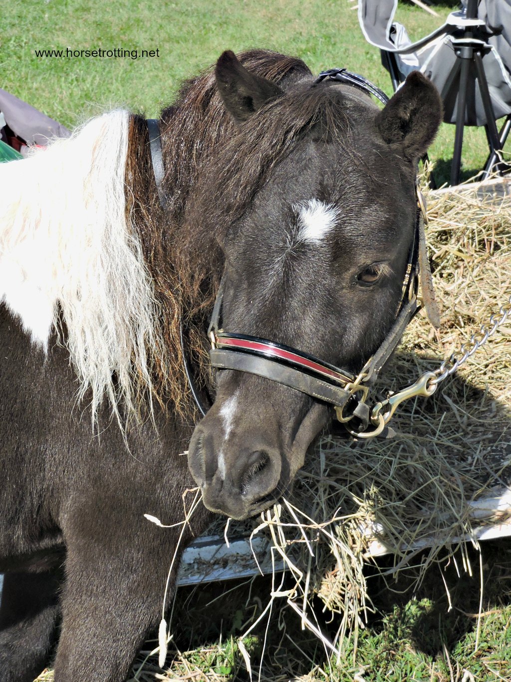 mini horse at Dunville Fall Fair 2018, Dunville, Ontario