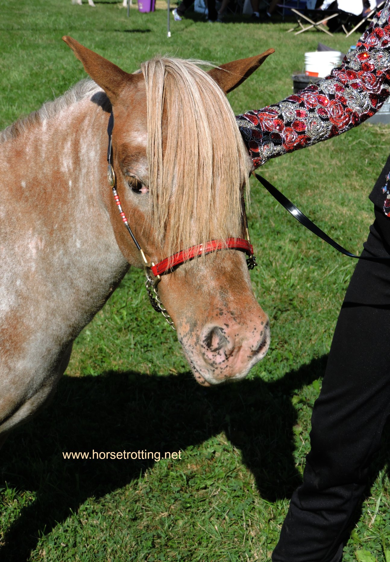 mini horse at Dunville Fall Fair 2018, Dunville, Ontario
