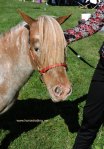 mini horse at Dunville Fall Fair 2018, Dunville, Ontario