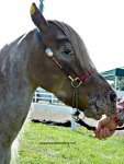 mini horse at Dunville Fall Fair 2018, Dunville, Ontario