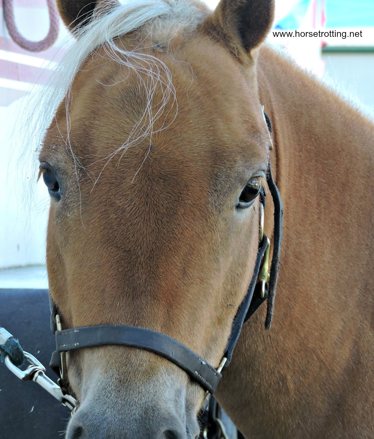 mini horse at Dunville Fall Fair 2018, Dunville, Ontario