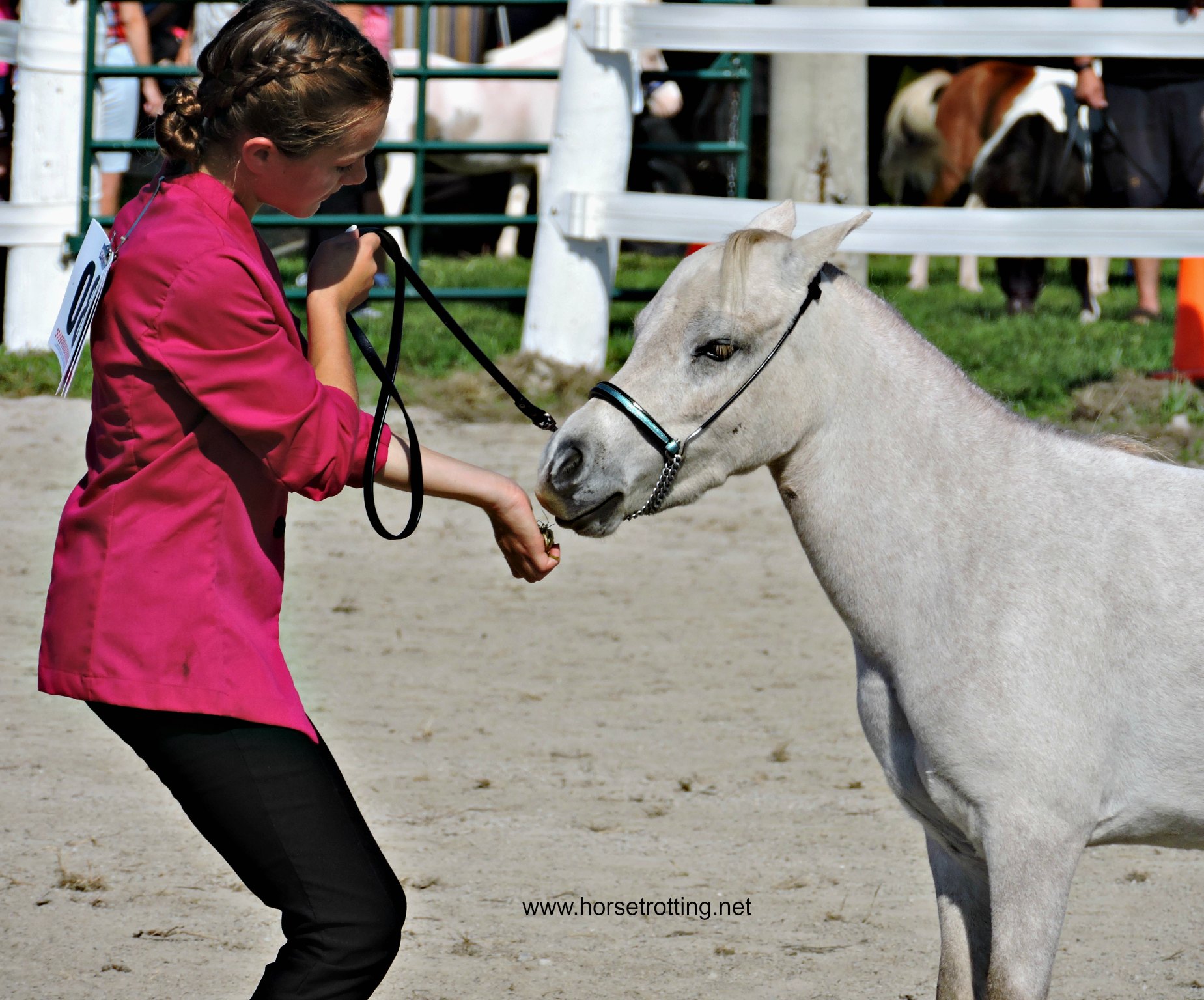 mini horse at Dunville Fall Fair 2018, Dunville, Ontario