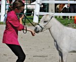 mini horse at Dunville Fall Fair 2018, Dunville, Ontario