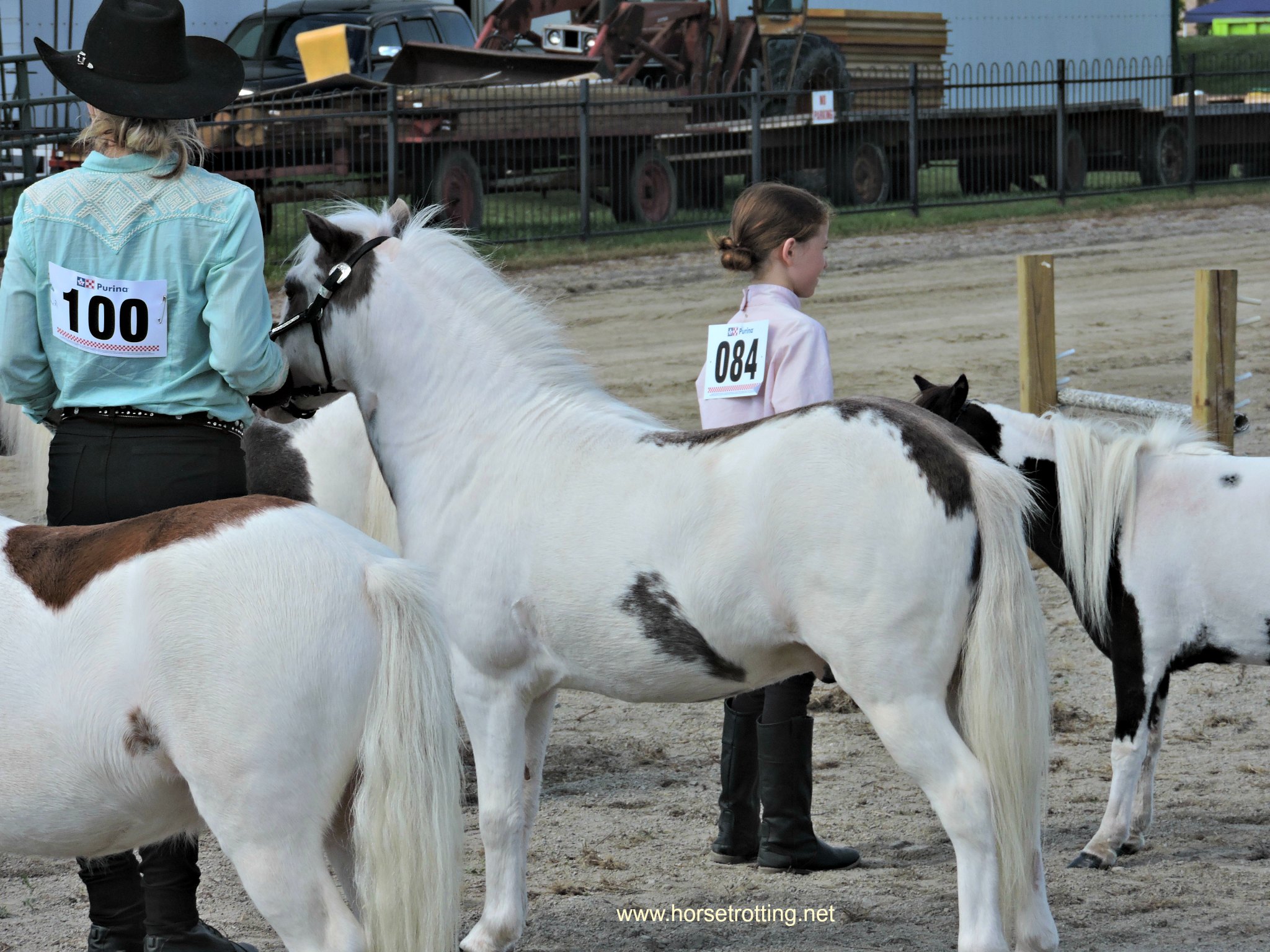 mini horse at Dunville Fall Fair 2018, Dunville, Ontario