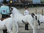 mini horse at Dunville Fall Fair 2018, Dunville, Ontario