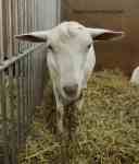 goat royal Winter Fair 2018