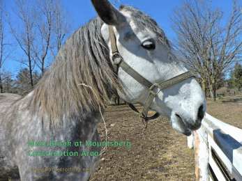 Percheron named Brook at Mountsberg Conservation Area, Campbellville, Ontario,Canada