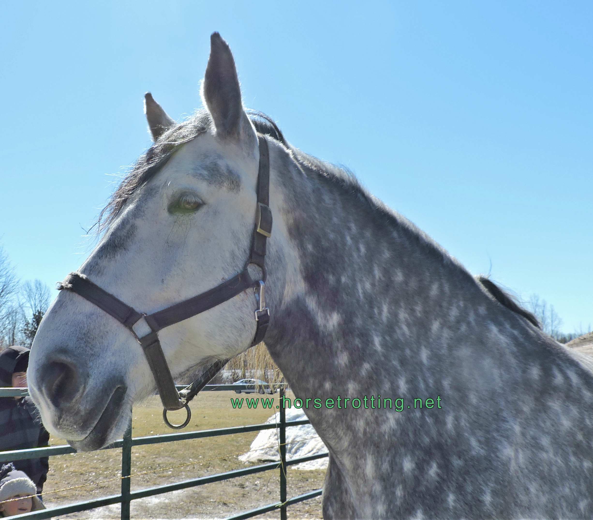 Percheron named Brook at Mountsberg Conservation Area, Campbellville, Ontario,Canada
