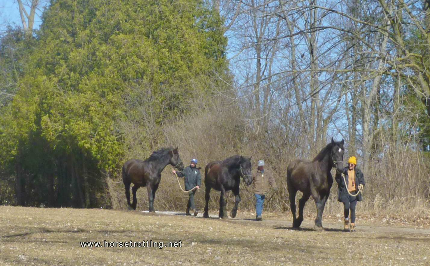 Three Percheron horses at Mountsberg Conservation Area, Campbellville, Ontario,Canada