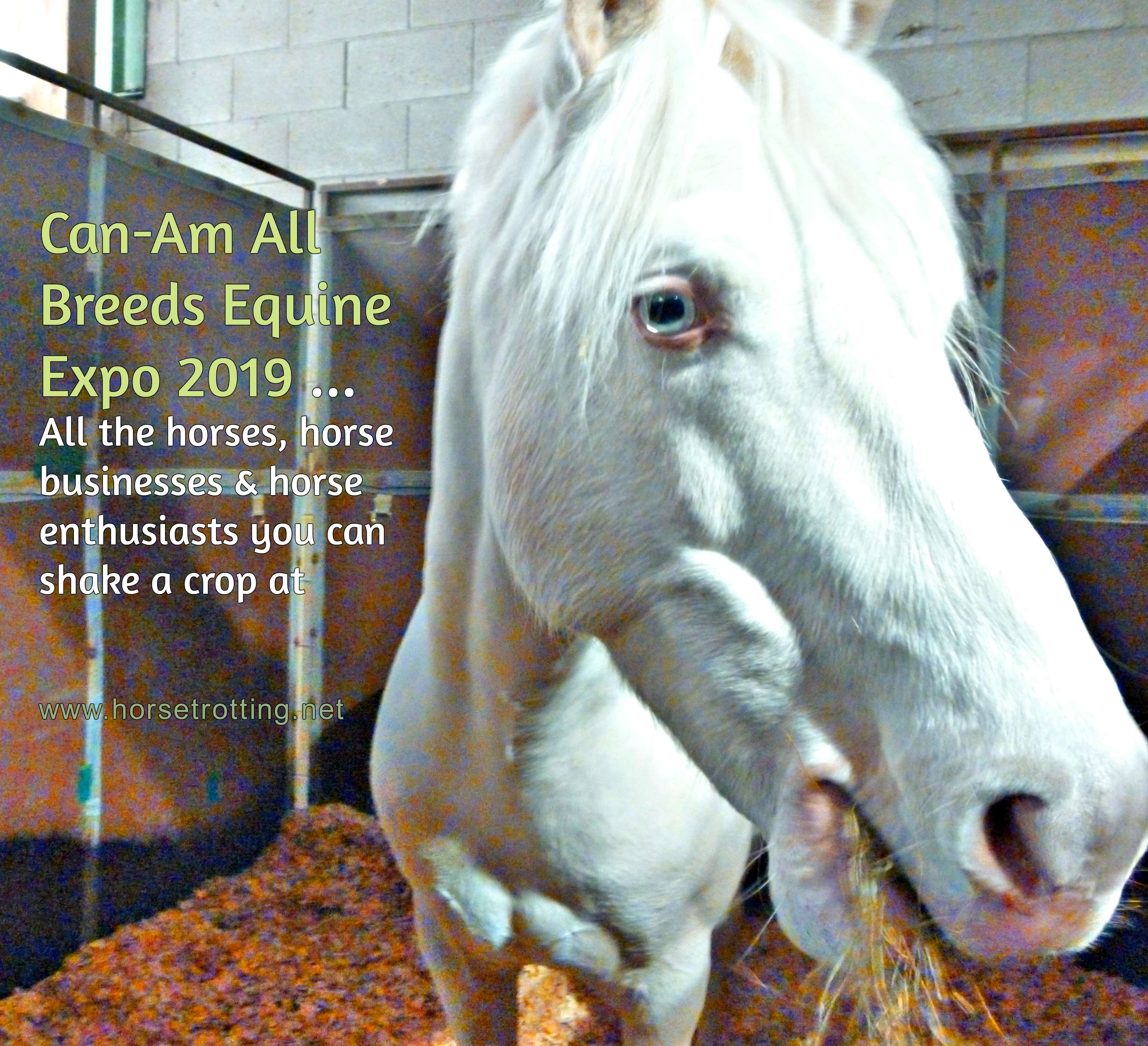 Can-Am All Breeds Equine Expo 2019 horse www.horsetrotting.net