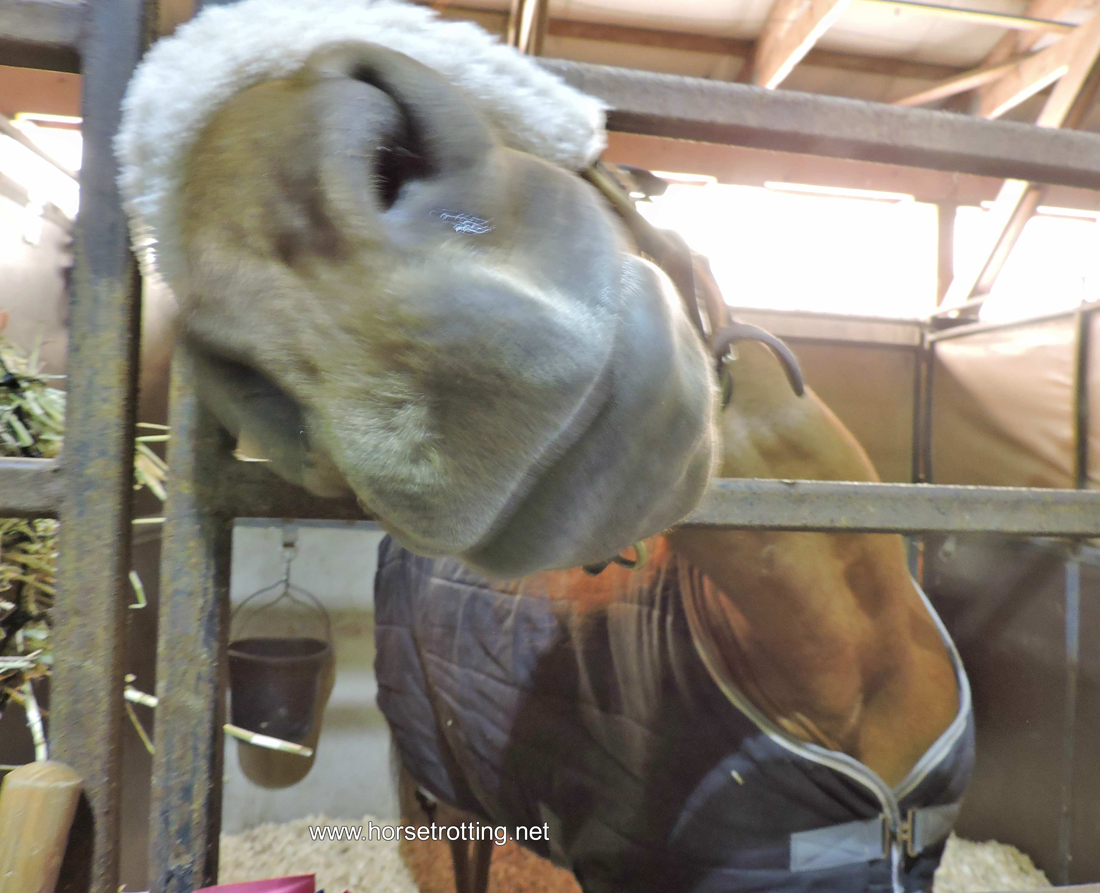 Can-Am All Breeds Equine Expo 2019 horse snout www.horsetrotting.net