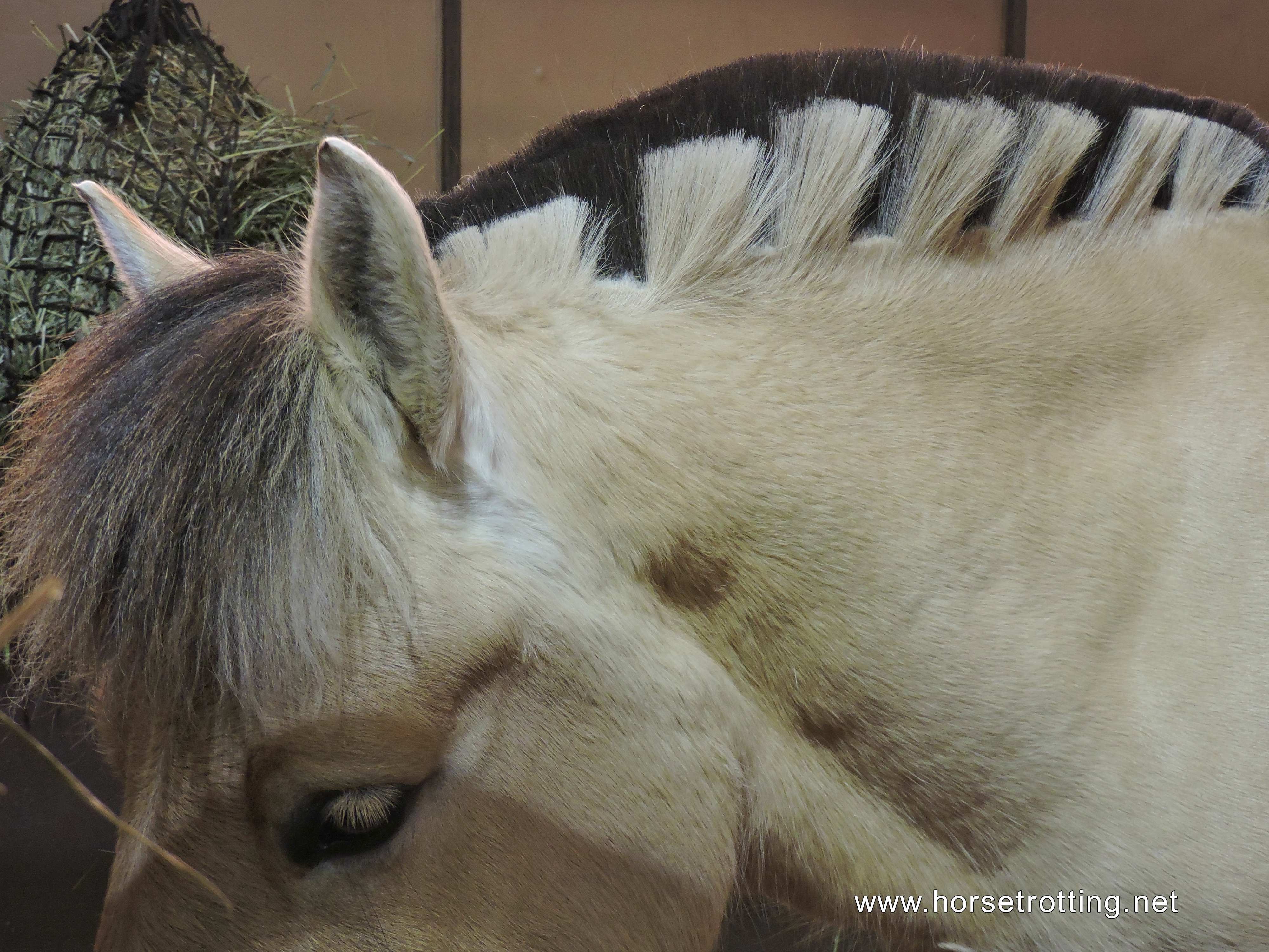 Can-Am All Breeds Equine Expo 2019 horse www.horsetrotting.net