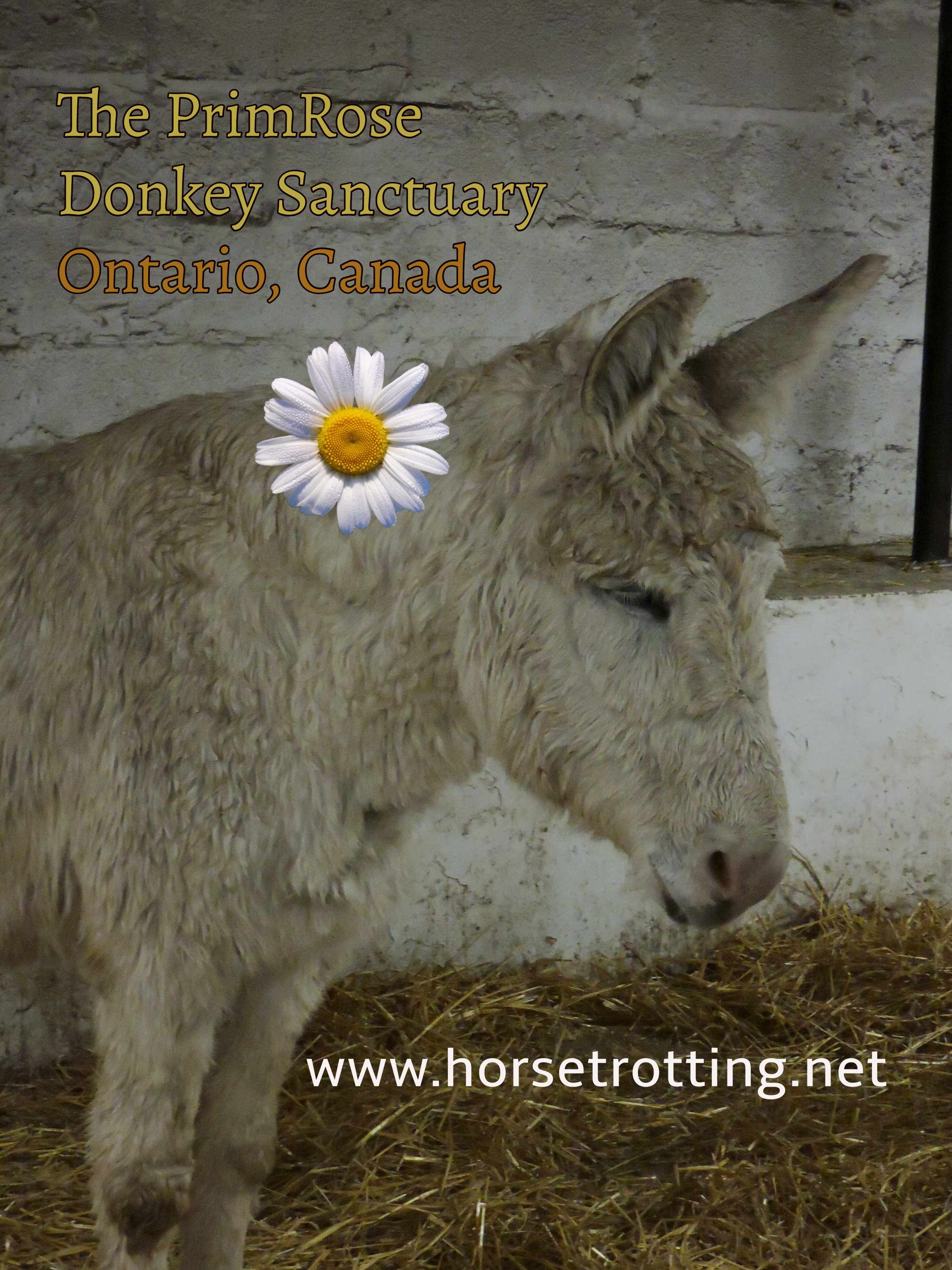 donkey at PrimRose Donkey Sanctuary, Canada
