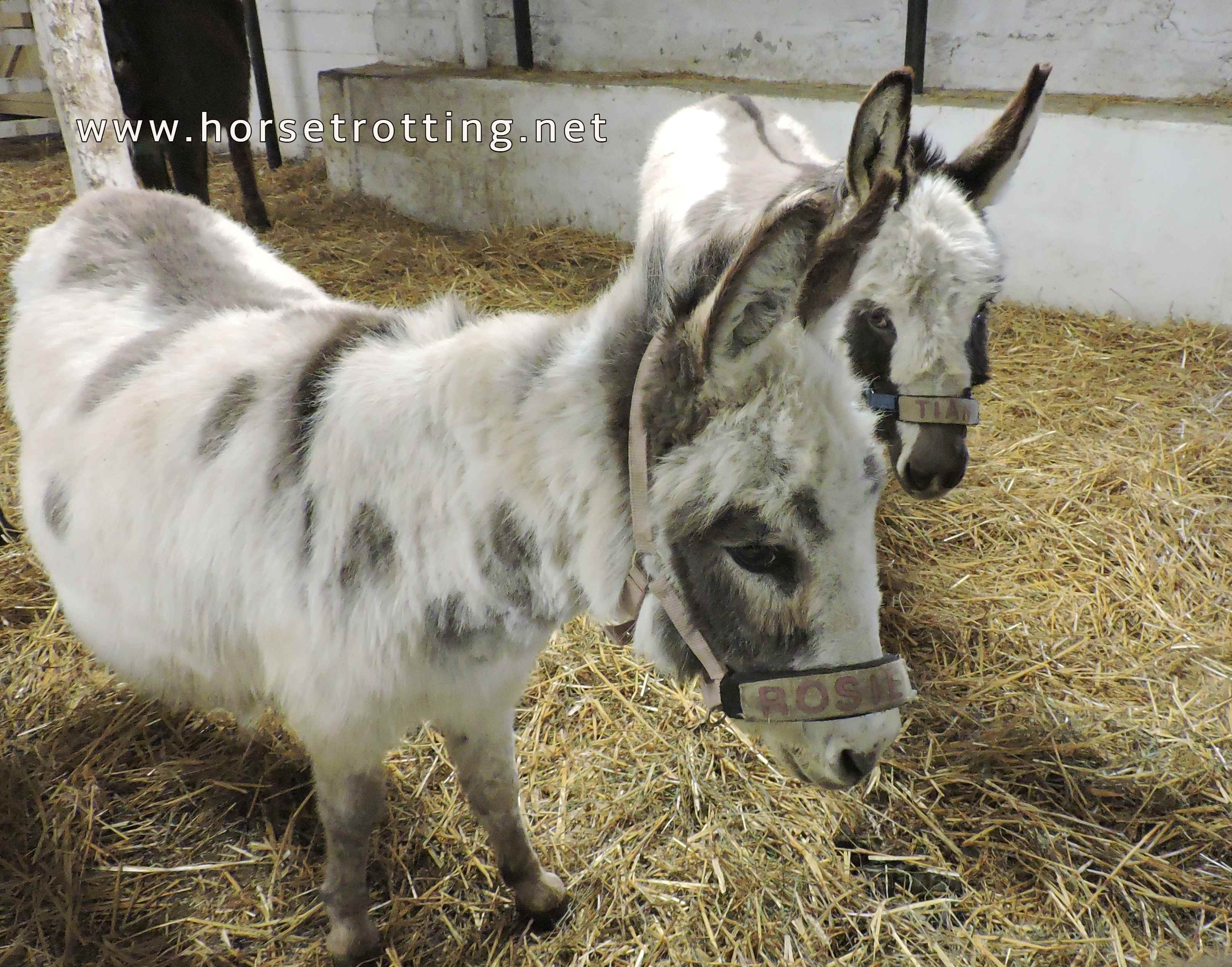 donkeys at PrimRose Donkey Sanctuary, Canada
