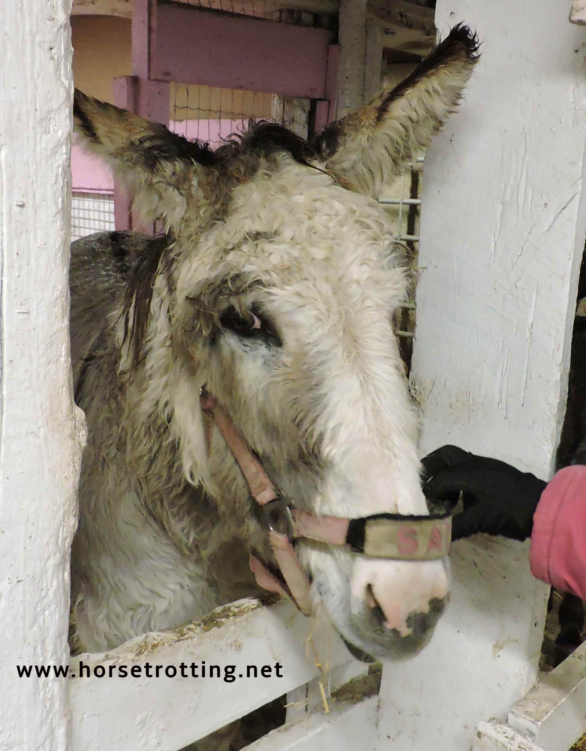 donkey at PrimRose Donkey Sanctuary, Canada