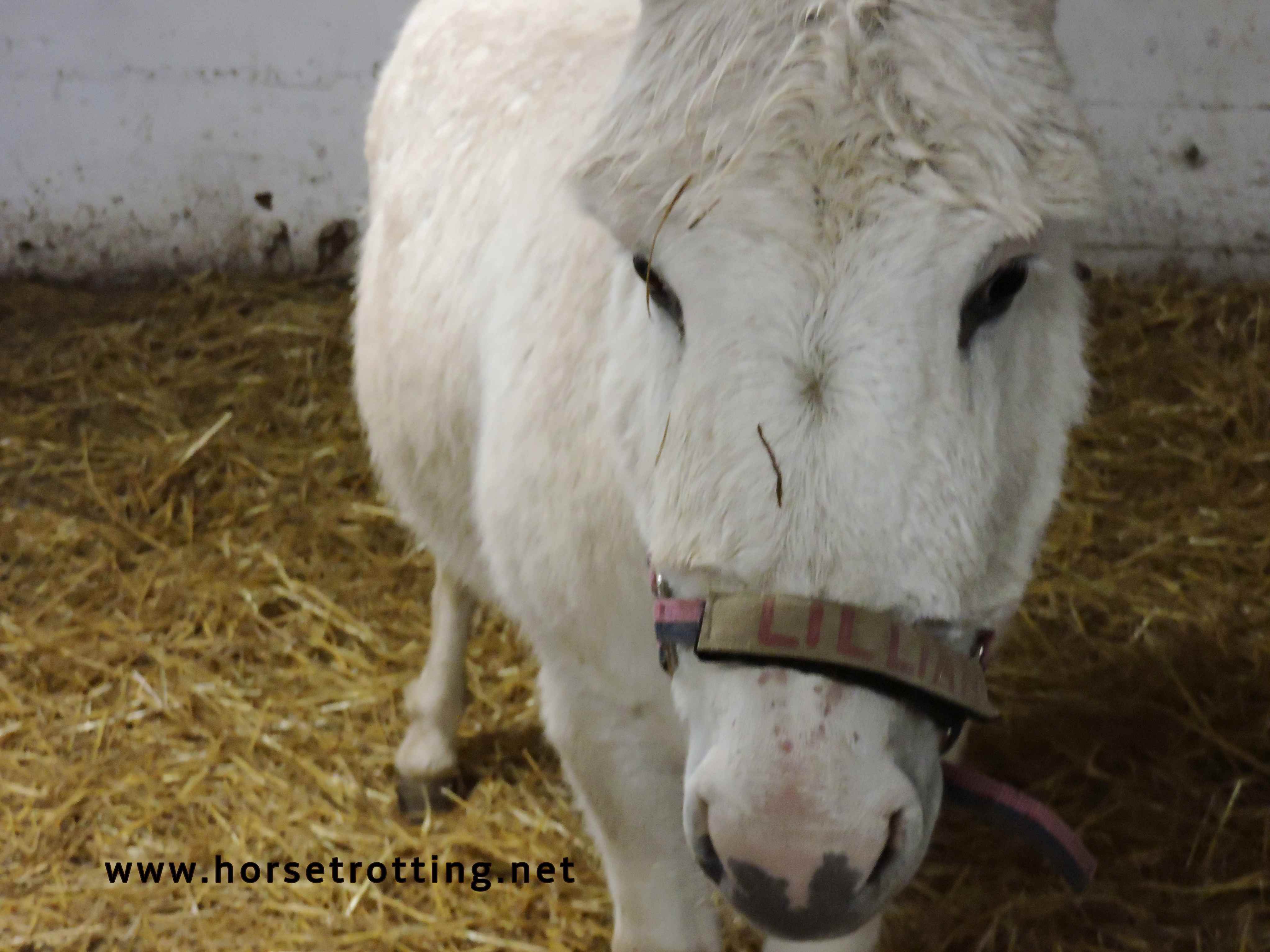 donkey at PrimRose Donkey Sanctuary, Canada