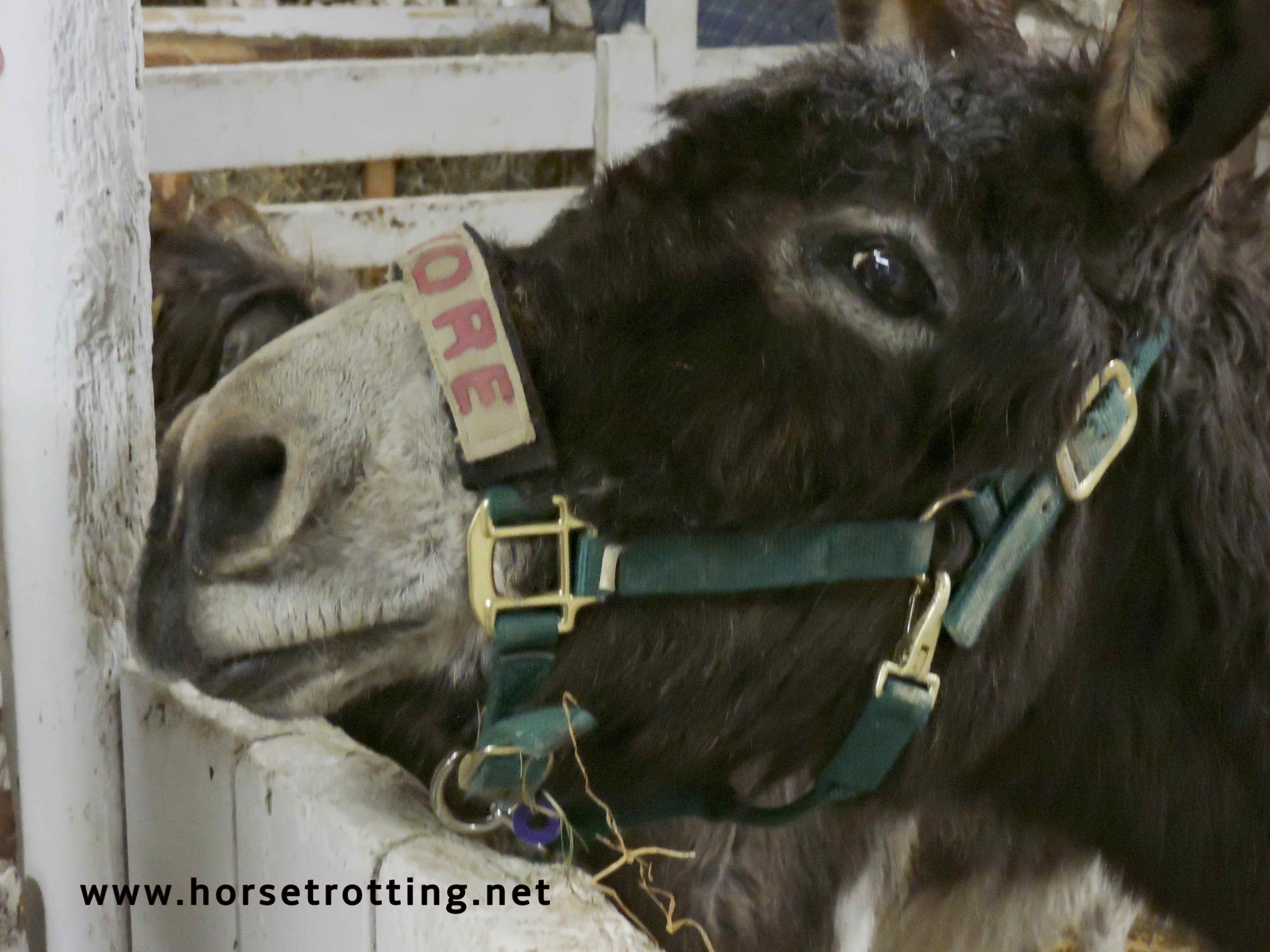 donkey at PrimRose Donkey Sanctuary, Canada