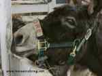 donkey at PrimRose Donkey Sanctuary, Canada