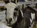 donkey at PrimRose Donkey Sanctuary, Canada