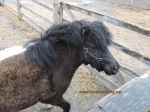 mini horse at PrimRose Donkey Sanctuary, Canada