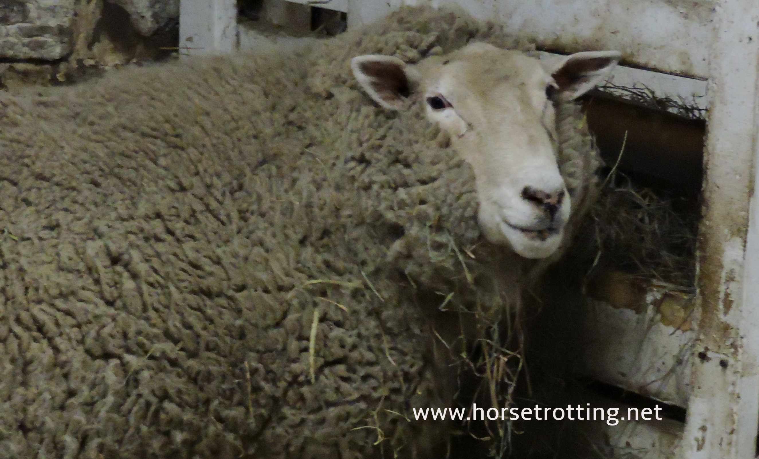 sheep at PrimRose Donkey Sanctuary, Canada