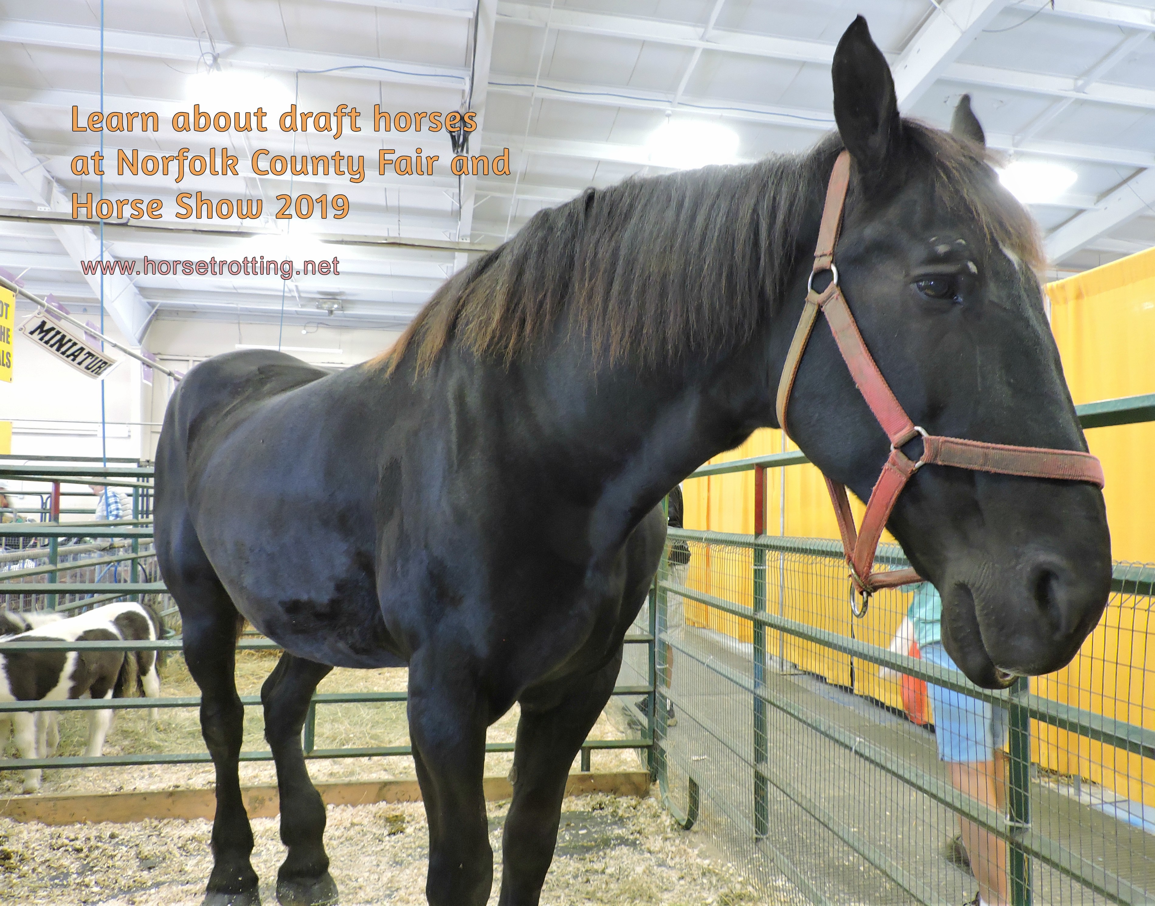 percheron horse at norfolk county fair 2019