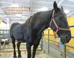 percheron horse at norfolk county fair 2019