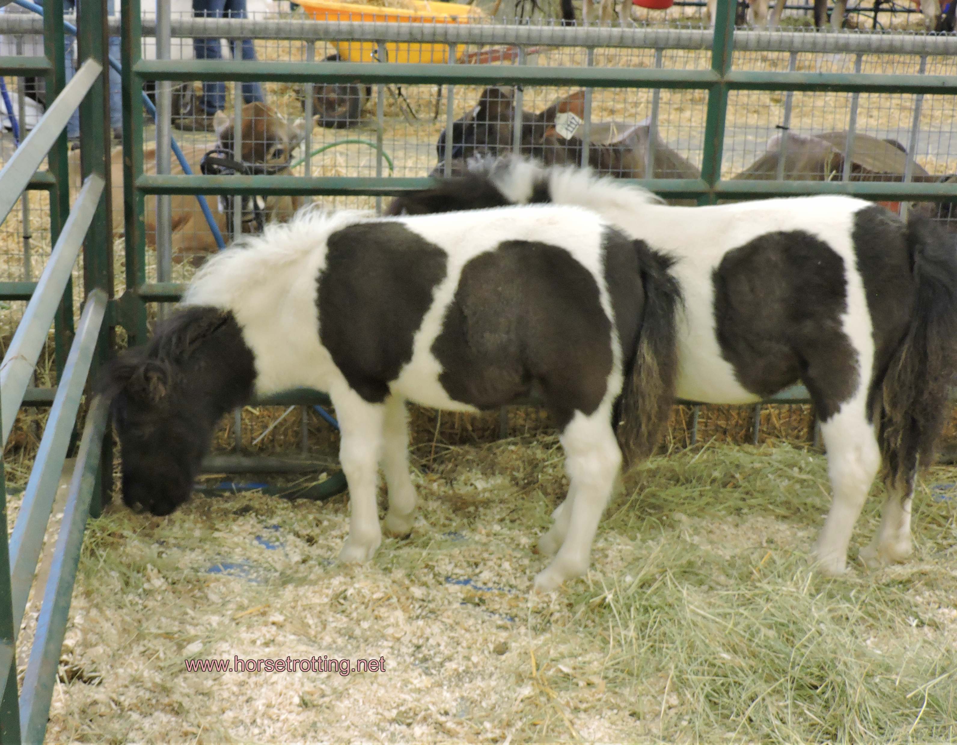 minature horses at norfolk county fair 2019