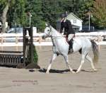 jumping competition with horses at norfolk county fair 2019