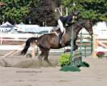 jumping competition with horses at norfolk county fair 2019