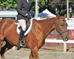 equestrian riding competition with horses at norfolk county fair 2019